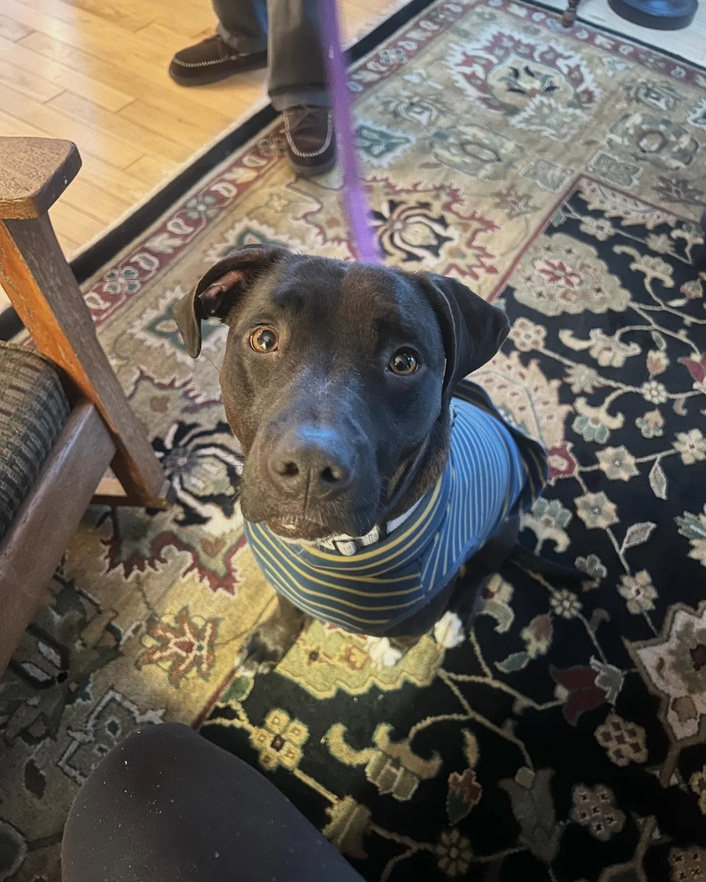 NORI✨
I am SUCH a sucker for a dark chocolate pitty mix 🥹
Nori was adopted by her parents recently and while at her core, she is the sweeeeetest girl, she lacks some confidence. Right now, she tends to express her insecurity through growling and bar