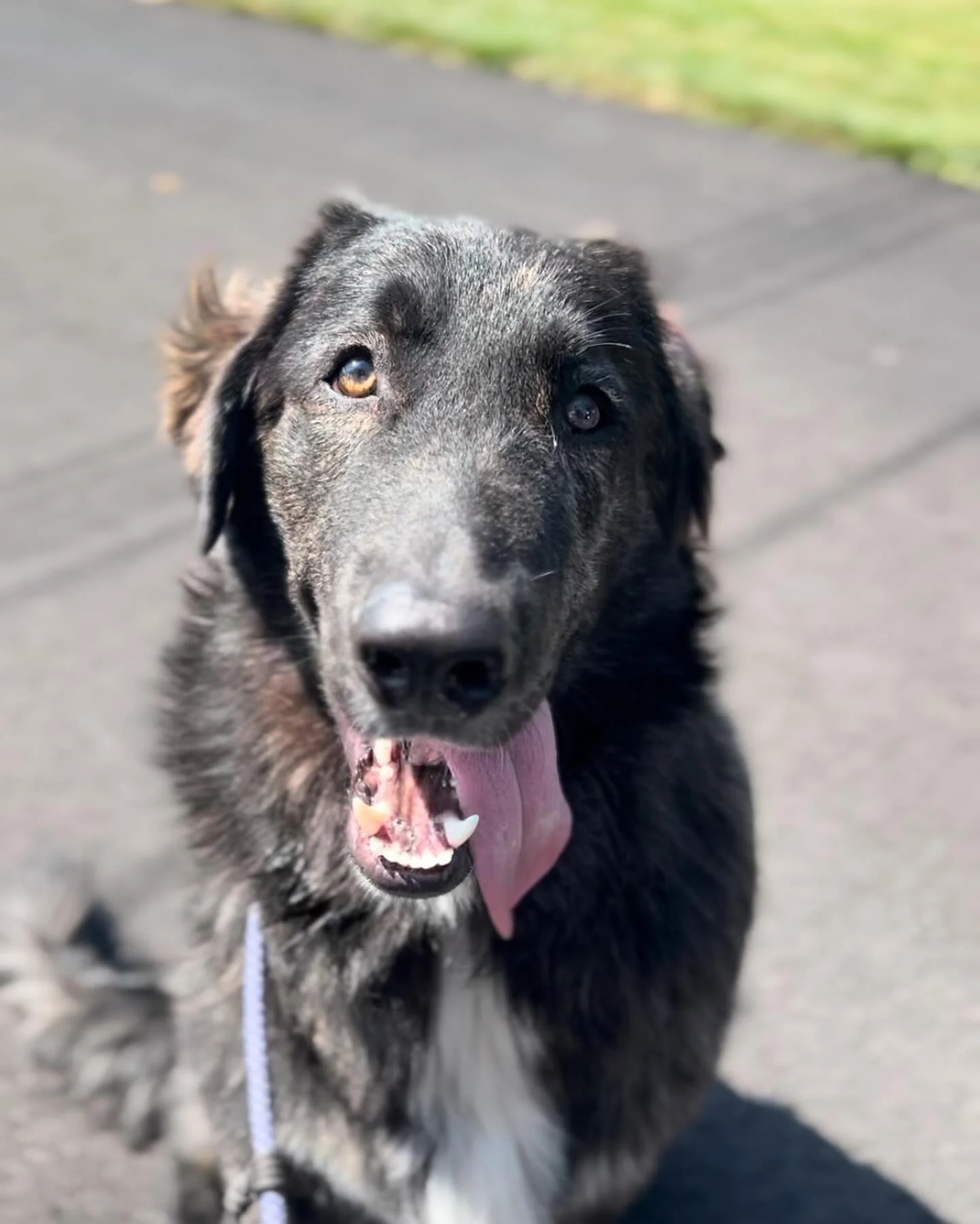 LOKI✨
If that lion, tiger and bear had a baby, it&rsquo;s him 🐻 

Loki is a big ol&rsquo; puppy boy who needs some help in the manners department. Lucky for him, that&rsquo;s my specialty! 
He&rsquo;s here for three weeks to work on a calmer walk, l