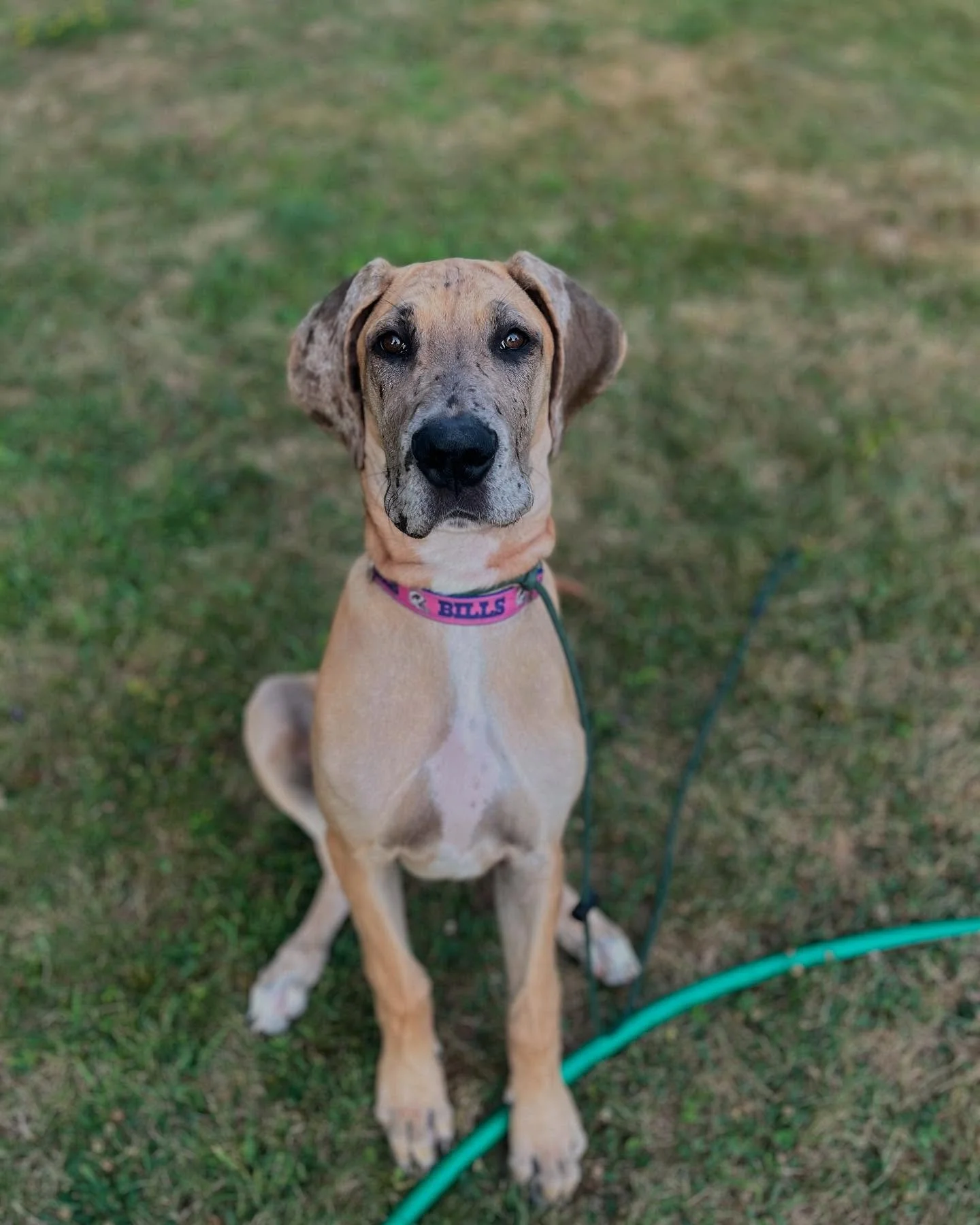 MAGGIE MAE✨
Moose training now available 🫎 
Maggie is almost 5 months old but already close to SEVENTY pounds 😳 This means the usual puppy stuff is in full swing, but when you&rsquo;re this big, it can be (accidentally) dangerous! Jumping and puppy