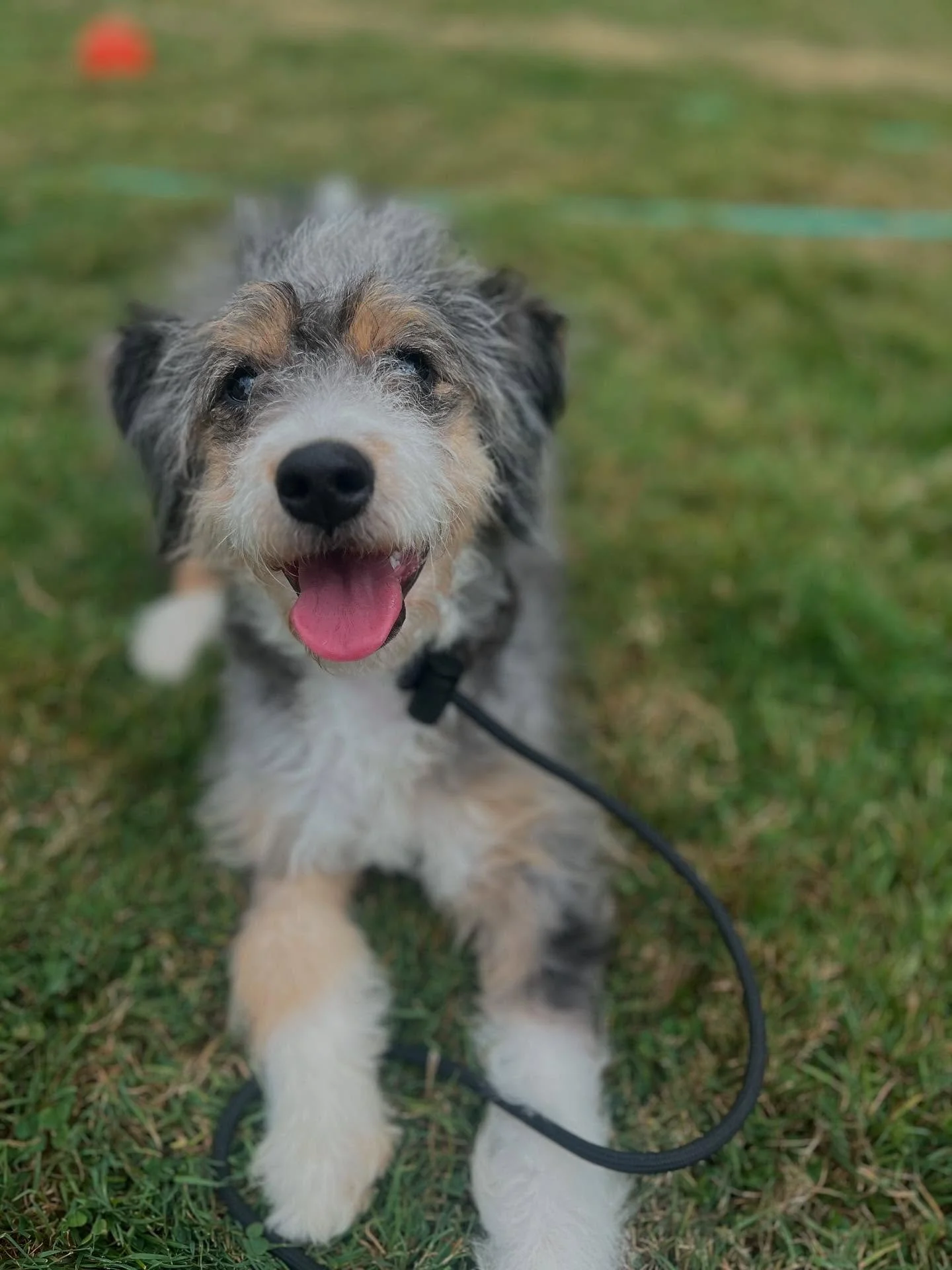 LILAH✨

Can you even staaand the scruff??
Lilah is a mini bernedoodle puppy who is here for all around puppyhood guidance. I&rsquo;ll be solidifying crate training and potty training, and working out a great schedule/routine around that for her. Intr