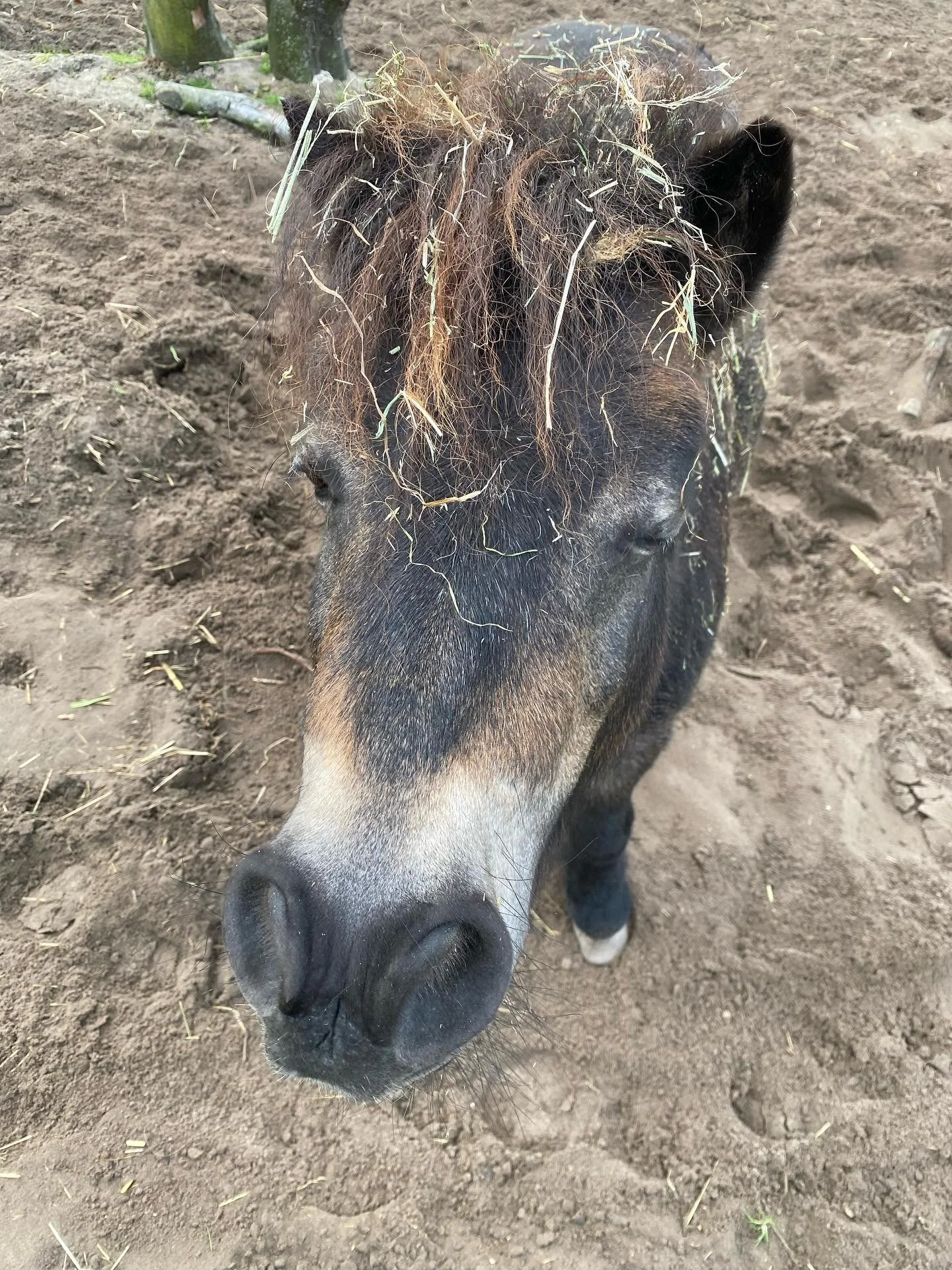 Hoi! Dit is Daan 🥰
Daan houdt ervan om hard te werken, maar houdt niet zo van poespas aan zijn lijf (Dit in tegenstelling tot Heike die de kinderen overal volgt voor een kriebel). Dus respecteren we Daan en laten we hem gewoon zijn gang gaan. 
En