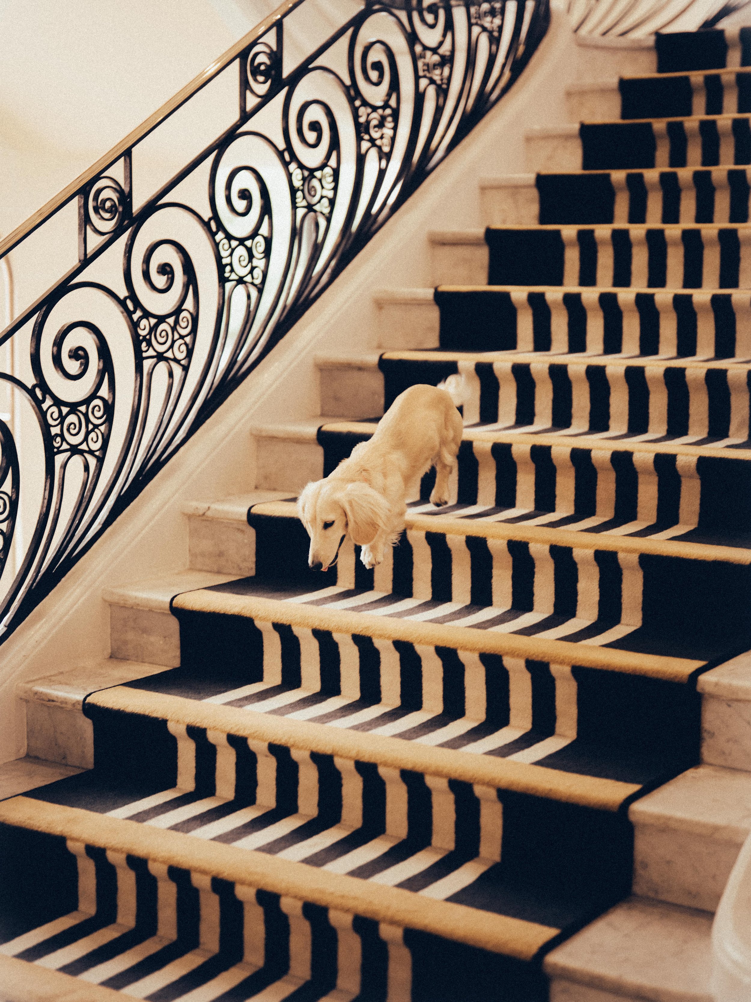 Un chien doré descend un escalier en marbre avec un tapis noir et blanc à rayures. La rampe en fer forgé noire a un motif ornemental. La scène a une ambiance élégante et sophistiquée.