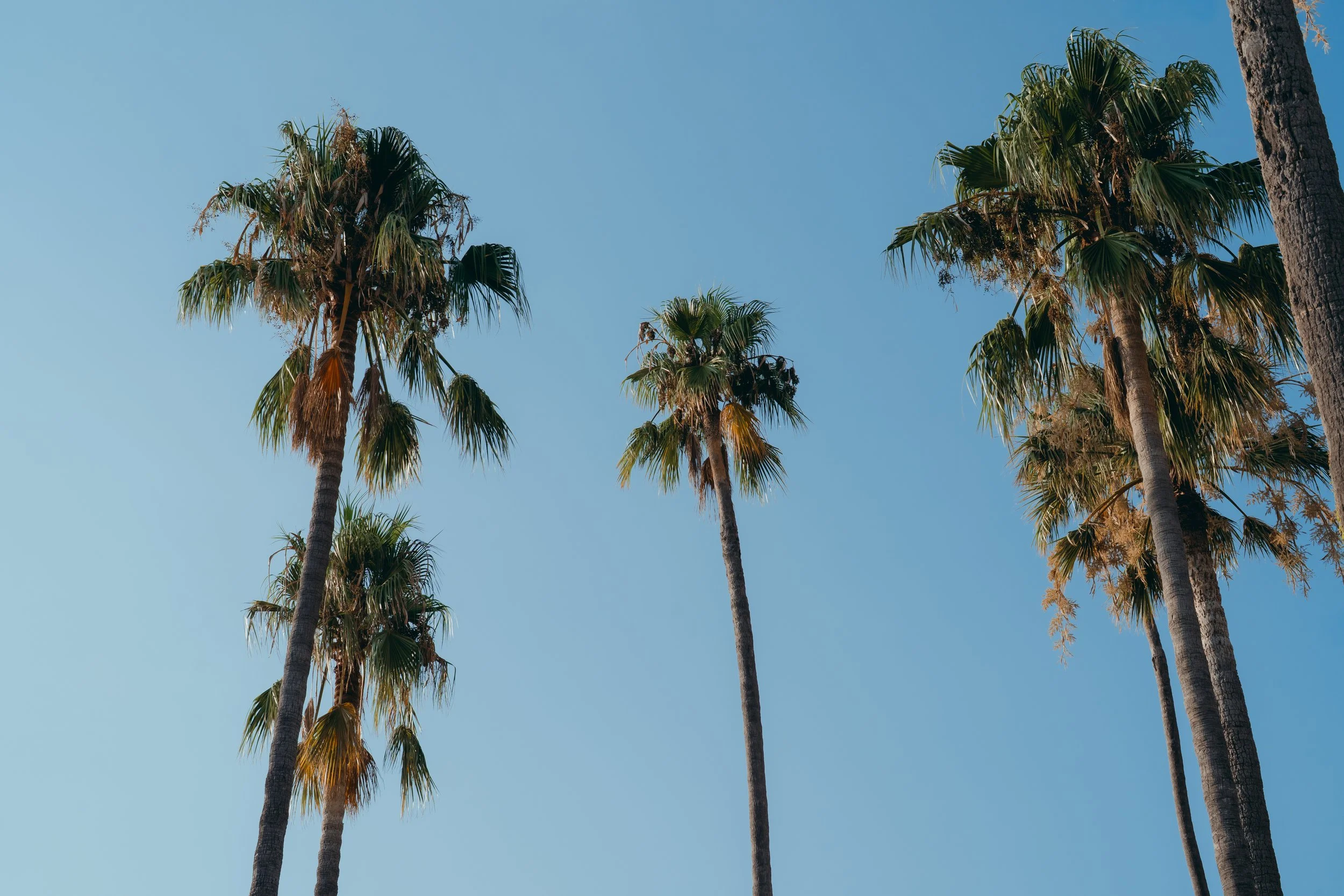 Palmiers sous un ciel bleu clair.