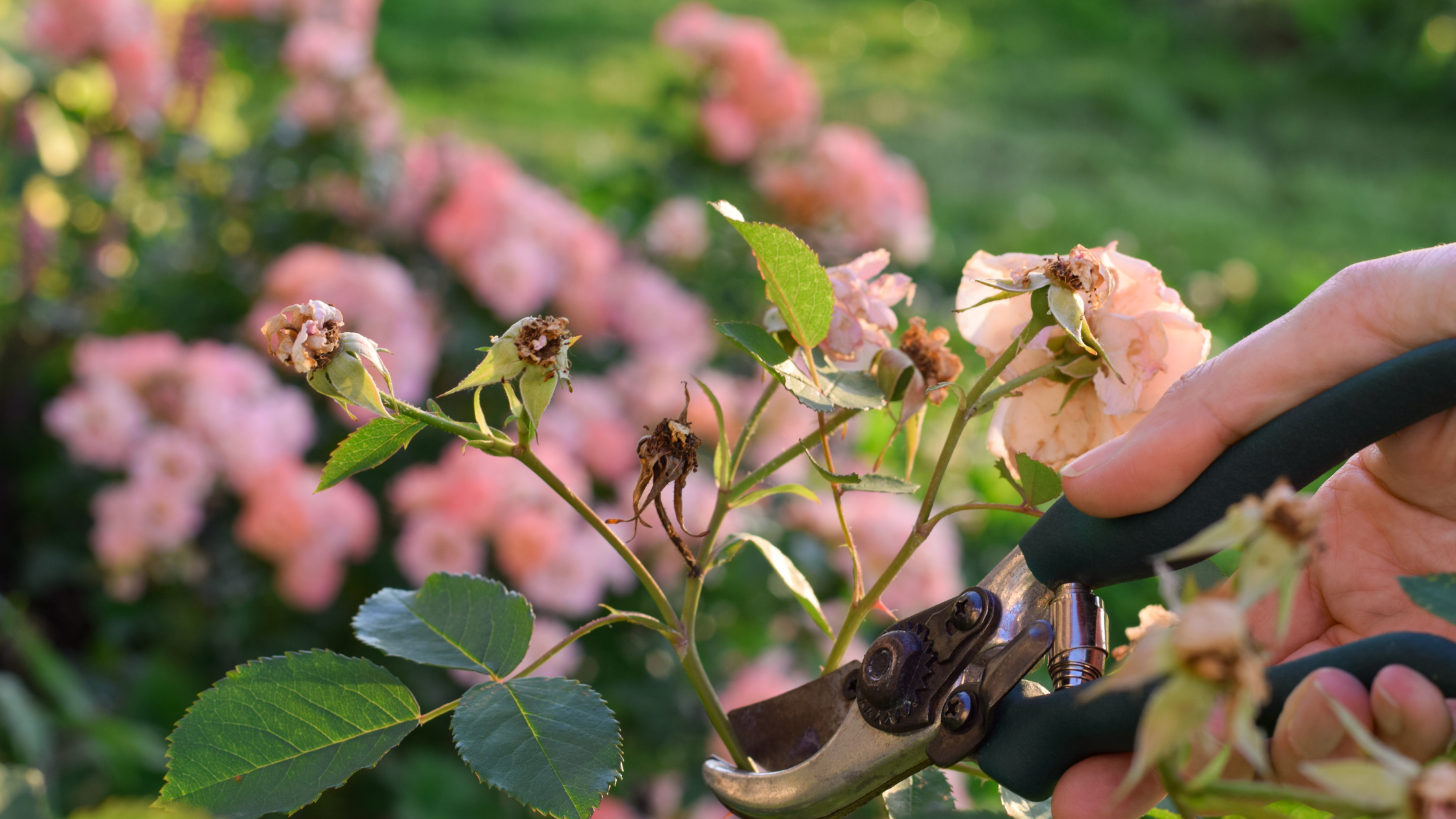 Plants to Deadhead in July&nbsp; - A Mid Summer Refresh