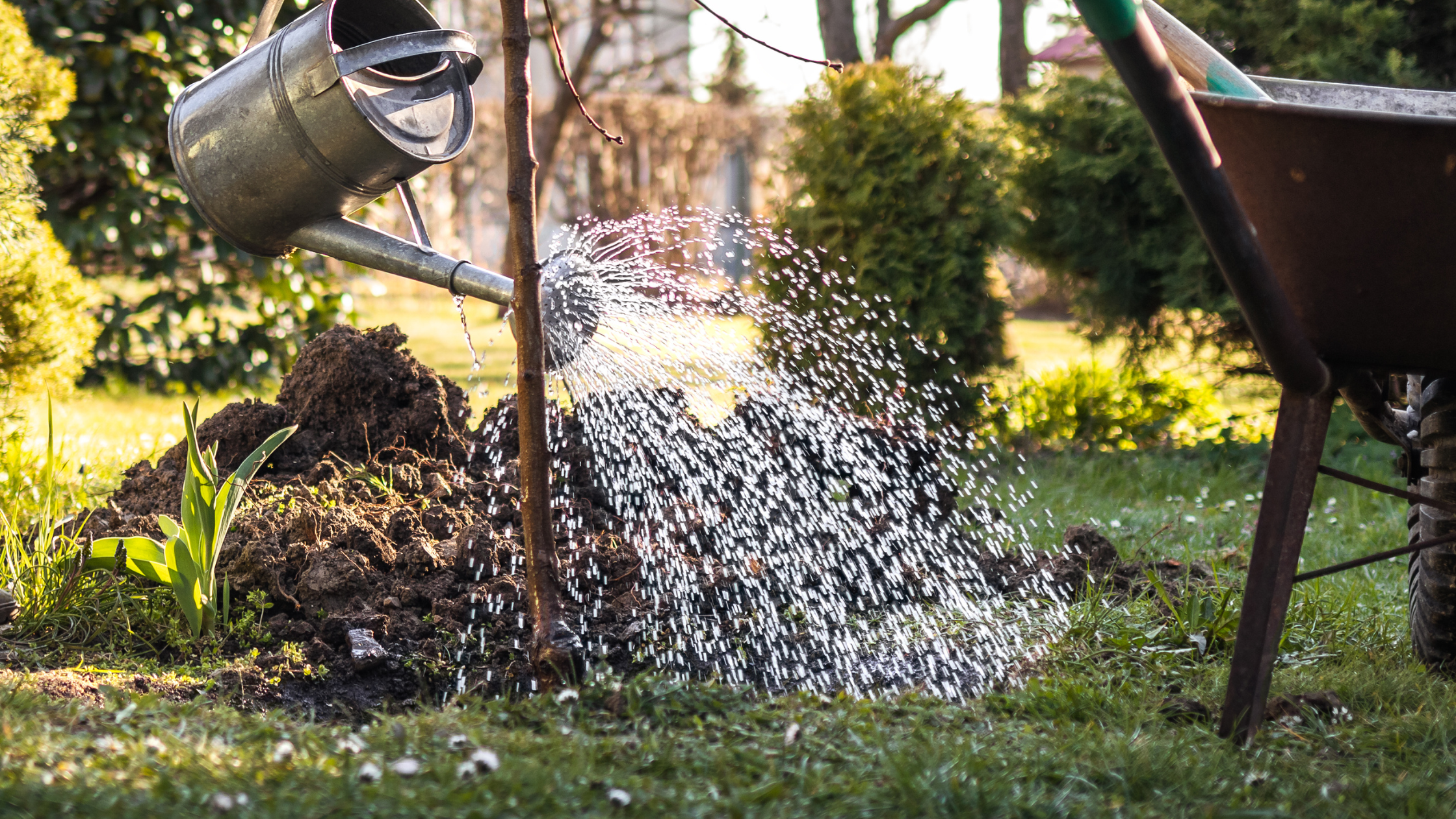Keeping Your Garden Happy During Summer Heat