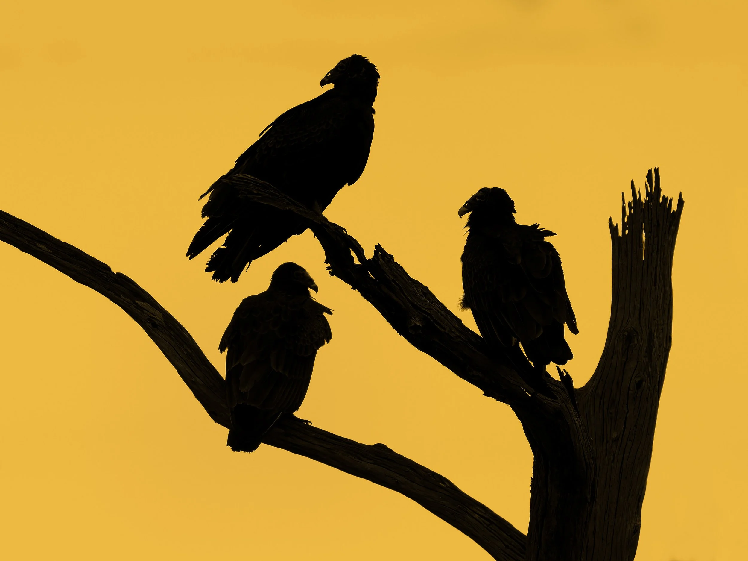 A3721236-DxO_DeepPRIME 3+NEOenhanced+cropped.jpg