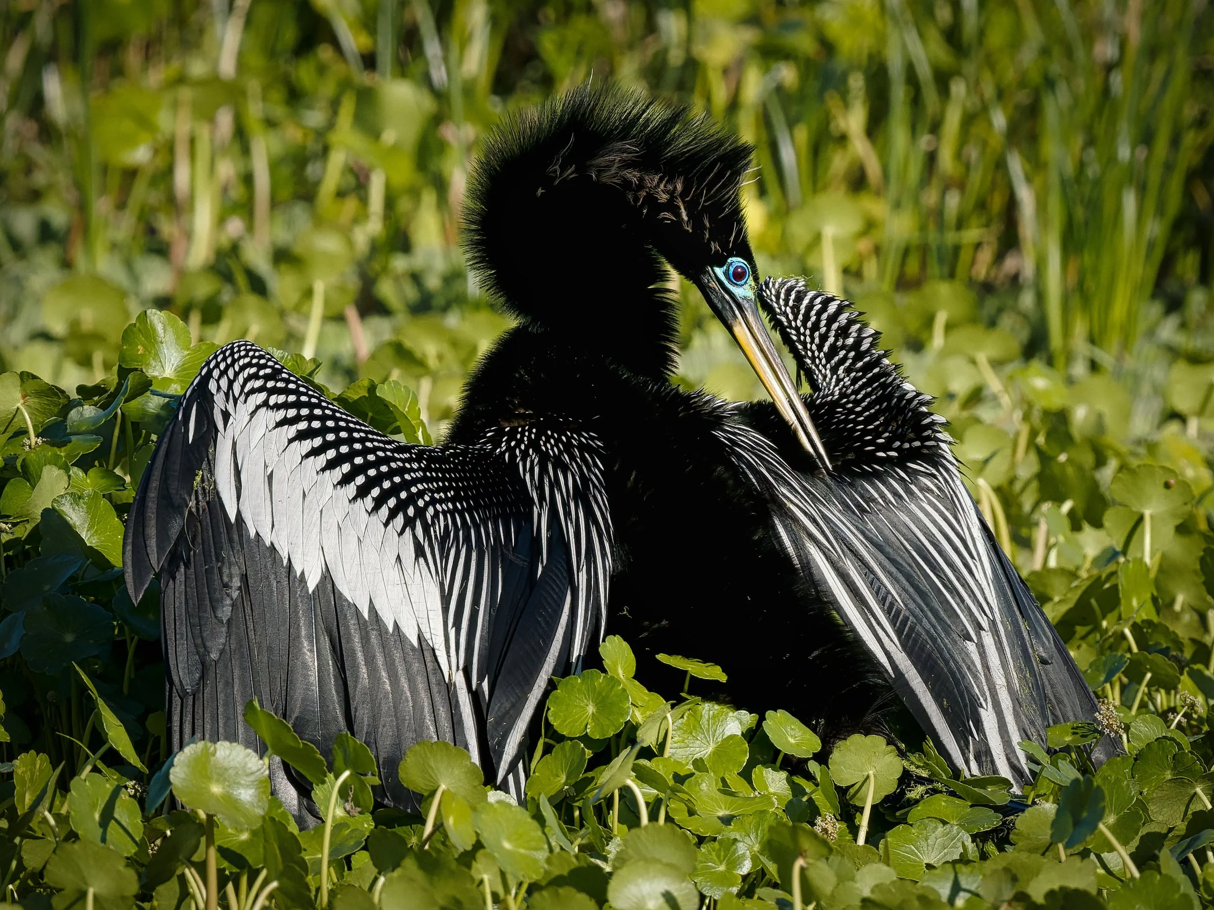 A3731770-DxO_DeepPRIME 3+NEOenhanced+cropped.jpg