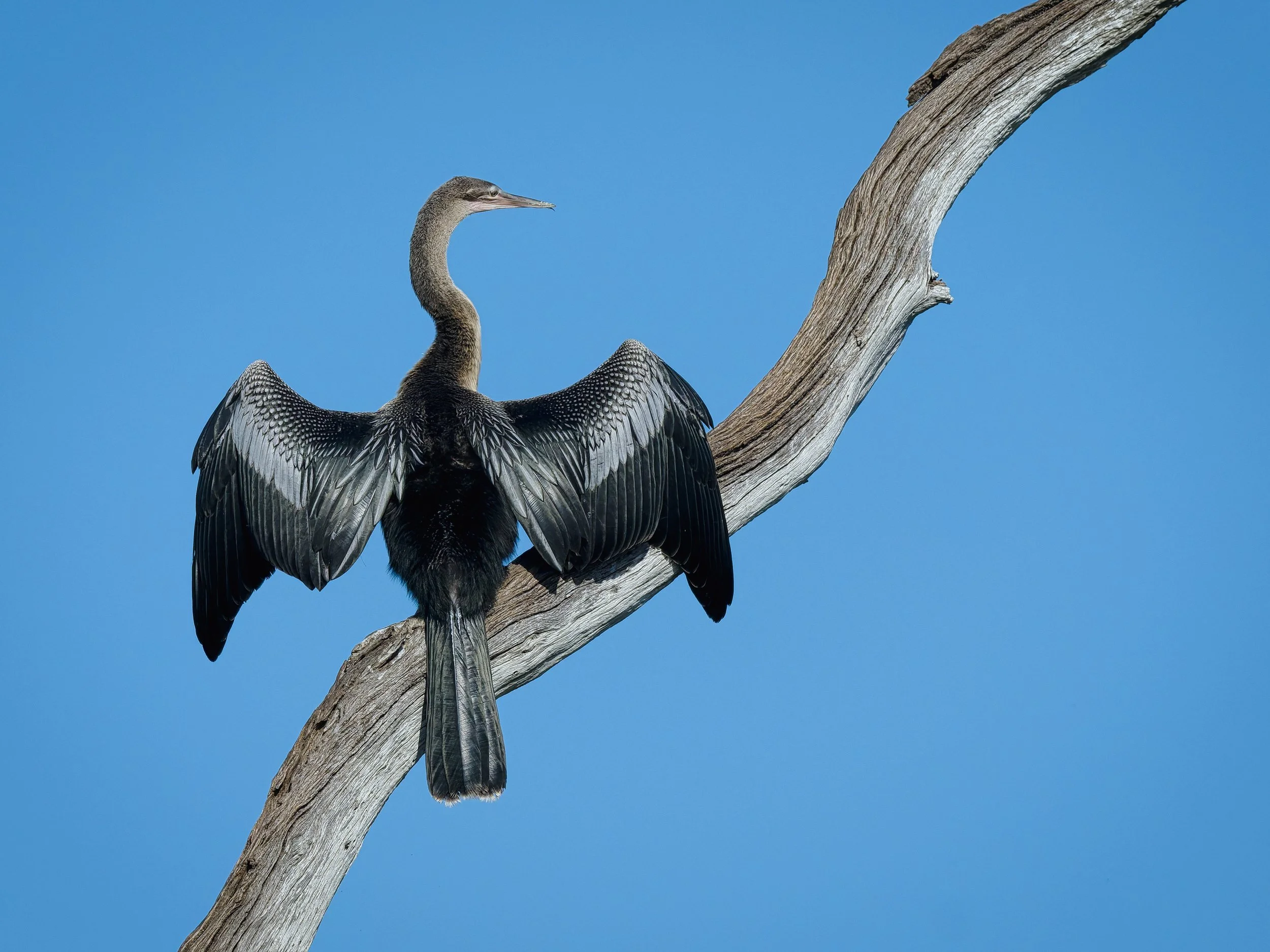 A3754318-DxO_DeepPRIME 3+NEOenhanced+cropped.jpg