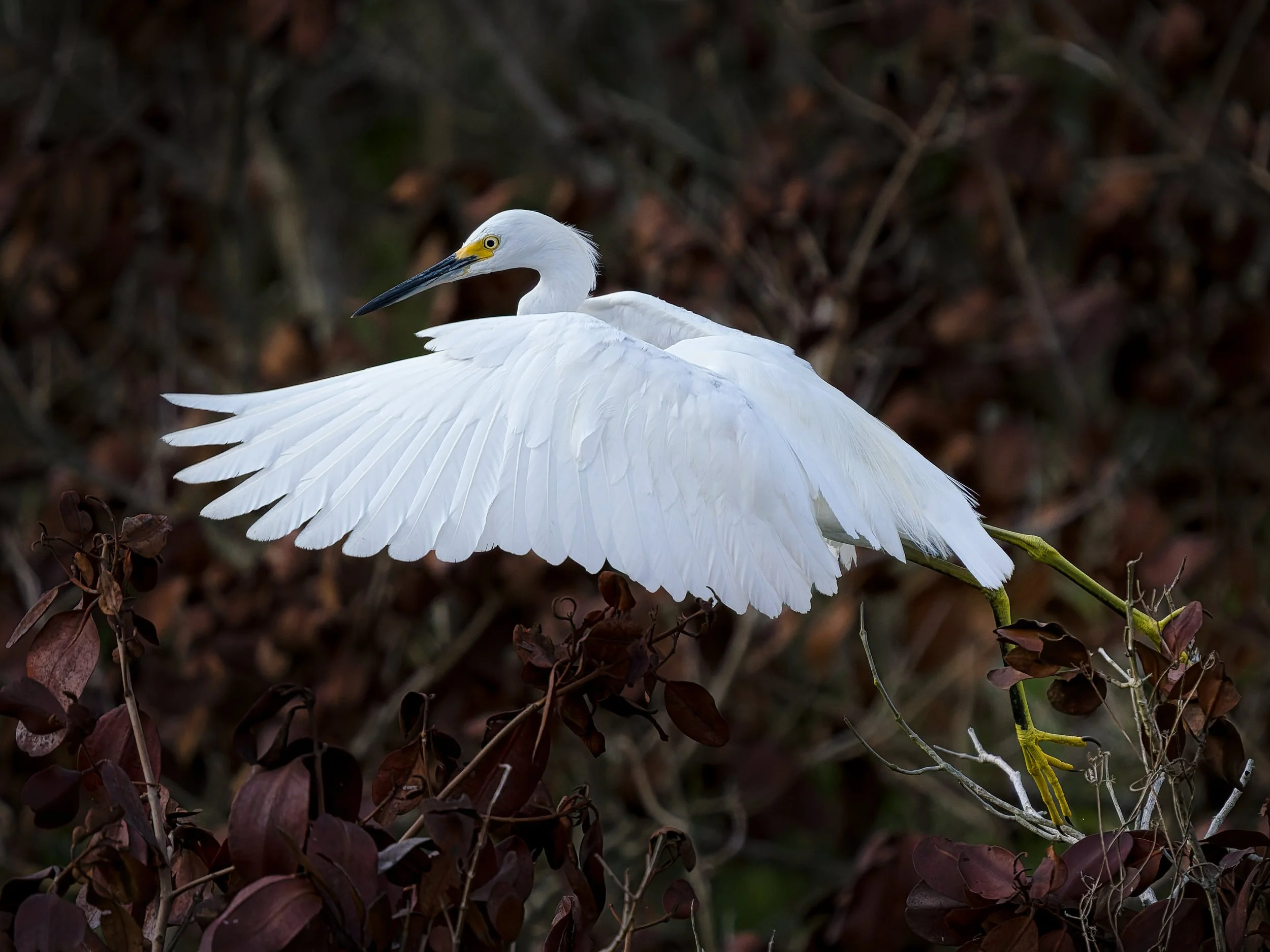 A3708057-DxO_DeepPRIME 3+NEOenhanced+cropped.jpg