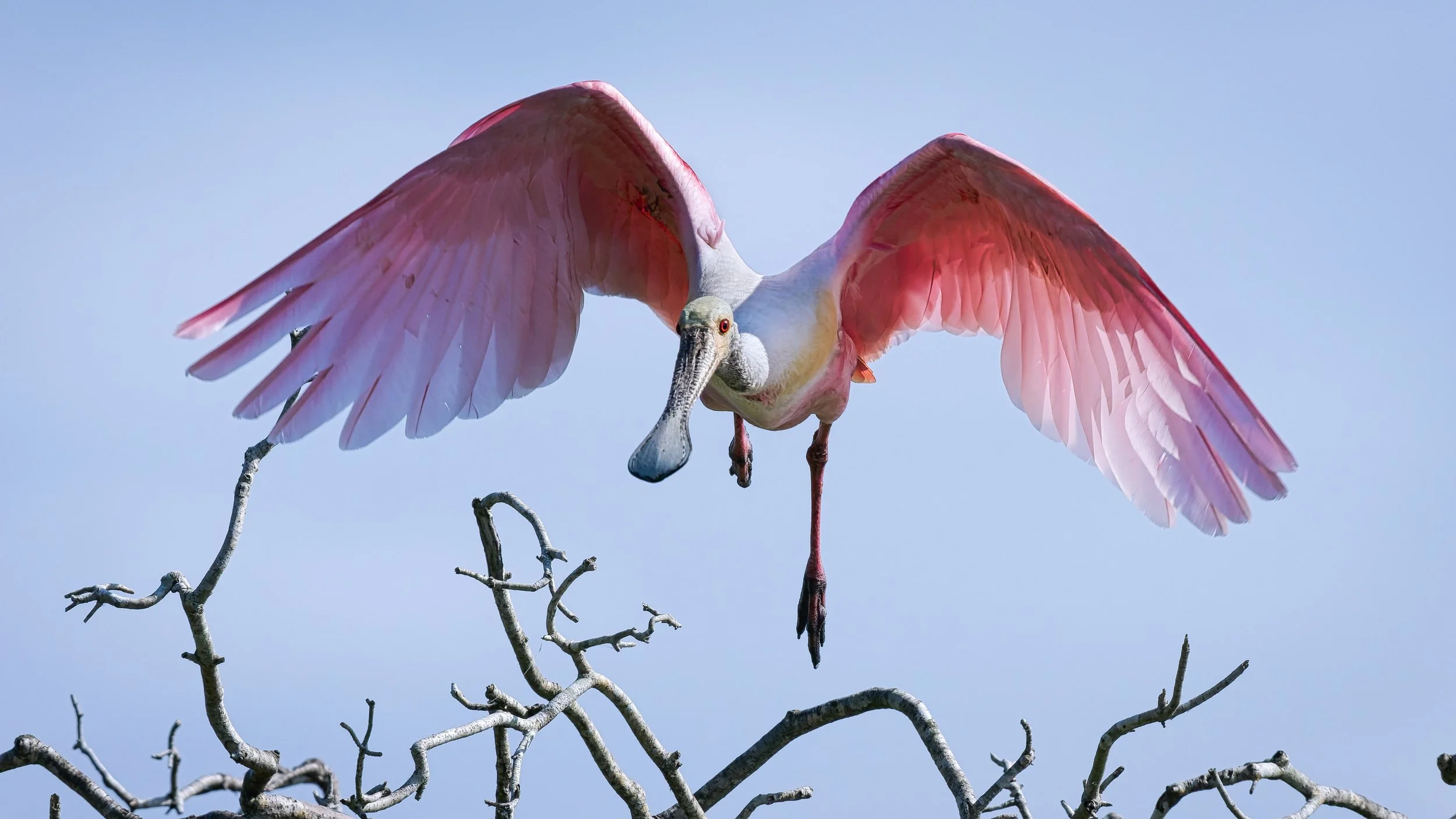 A3738187-DxO_DeepPRIME 3+NEOenhanced+cropped.jpg