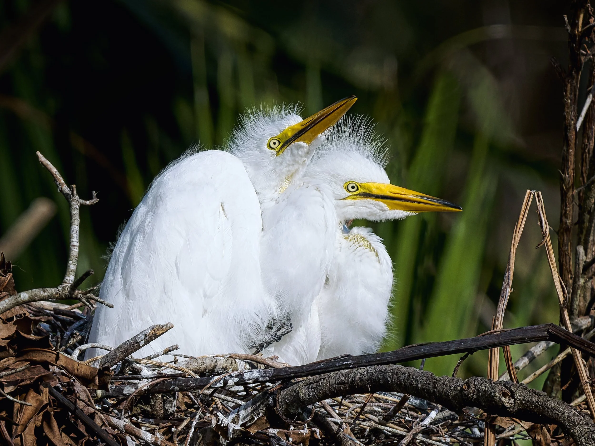 A3743092-DxO_DeepPRIME 3+NEOenhanced+cropped.jpg