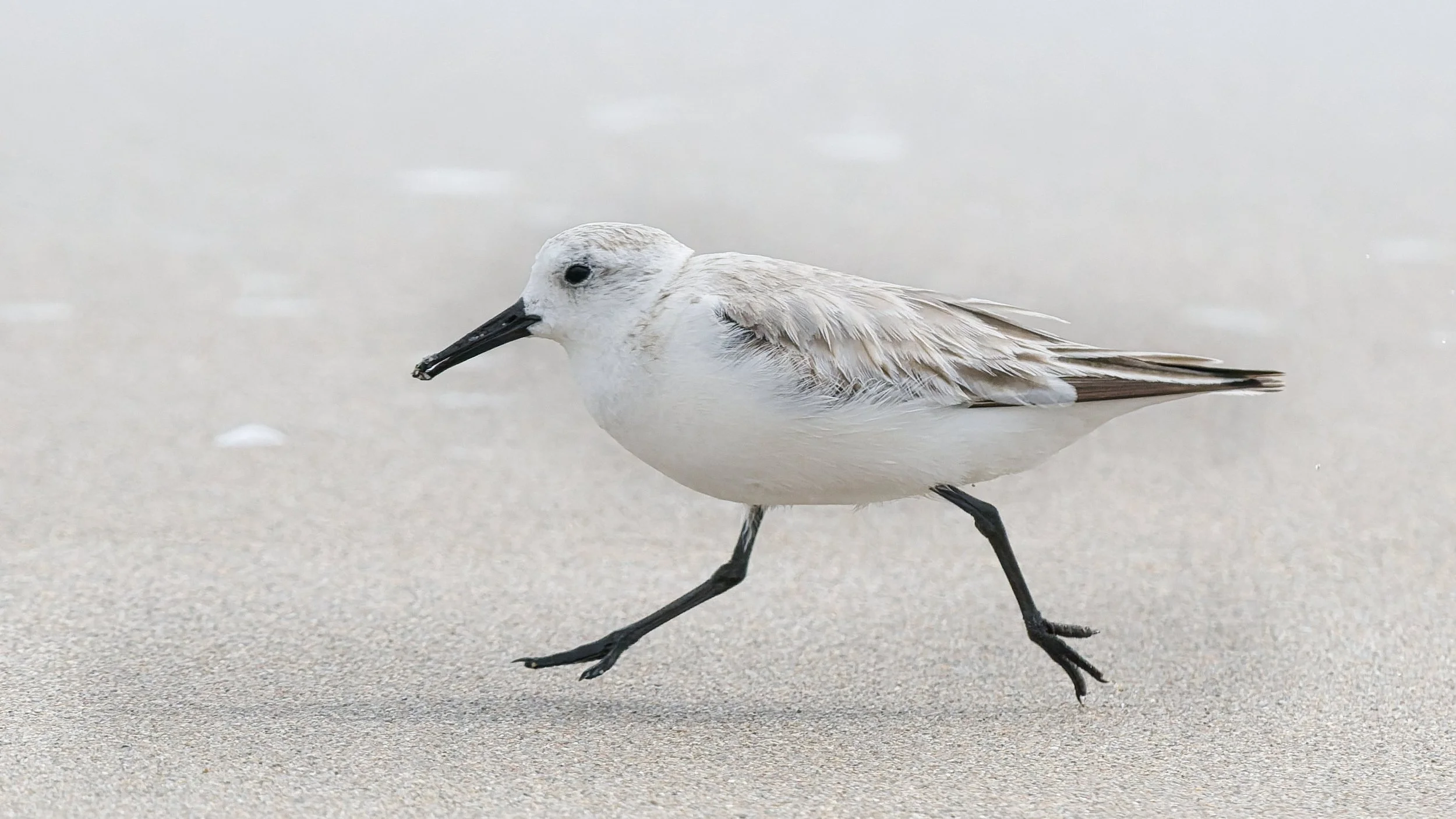 A3715621-DxO_DeepPRIME 3+NEOenhanced+cropped.jpg