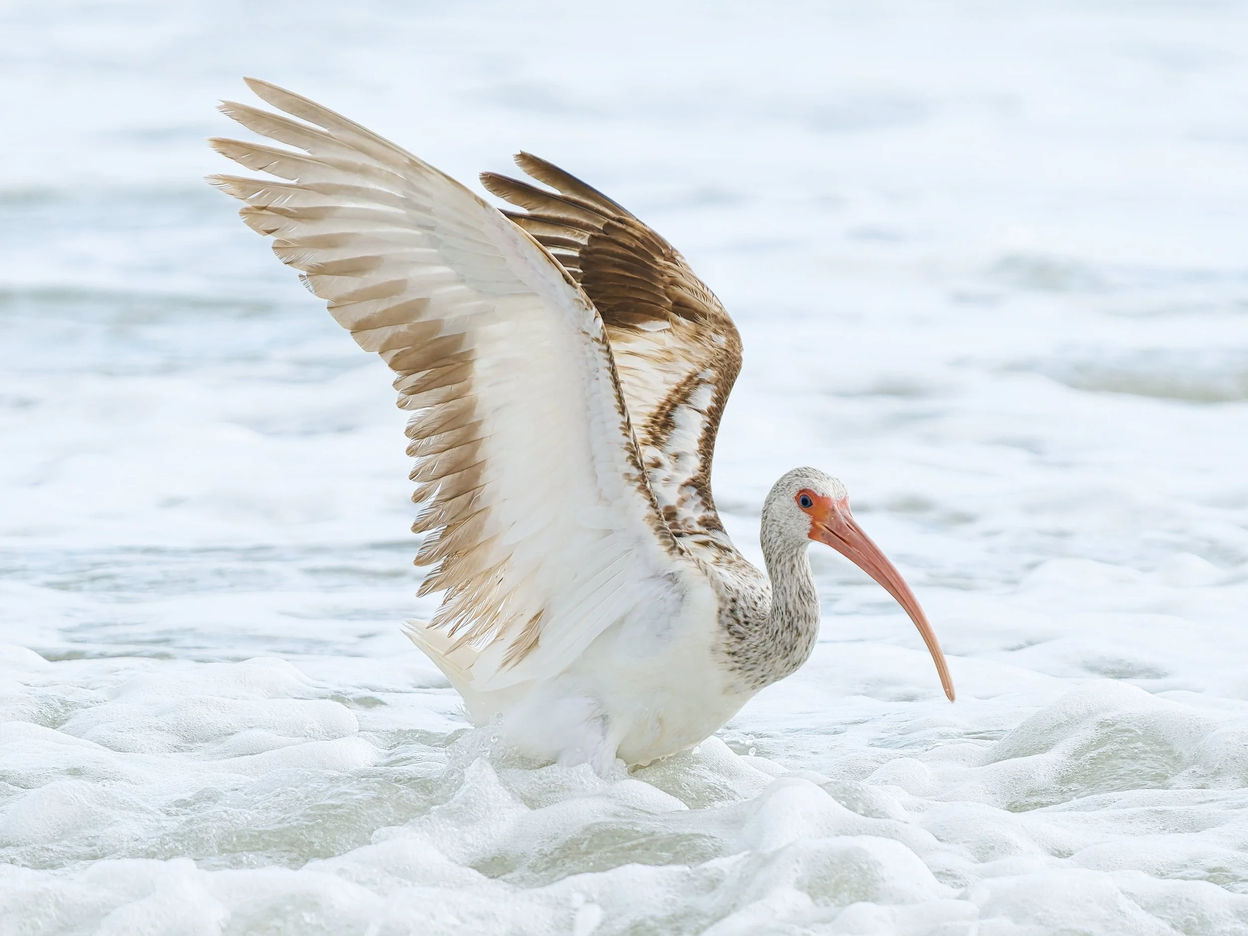 A3710662-DxO_DeepPRIME 3+NEOenhanced+cropped.jpg