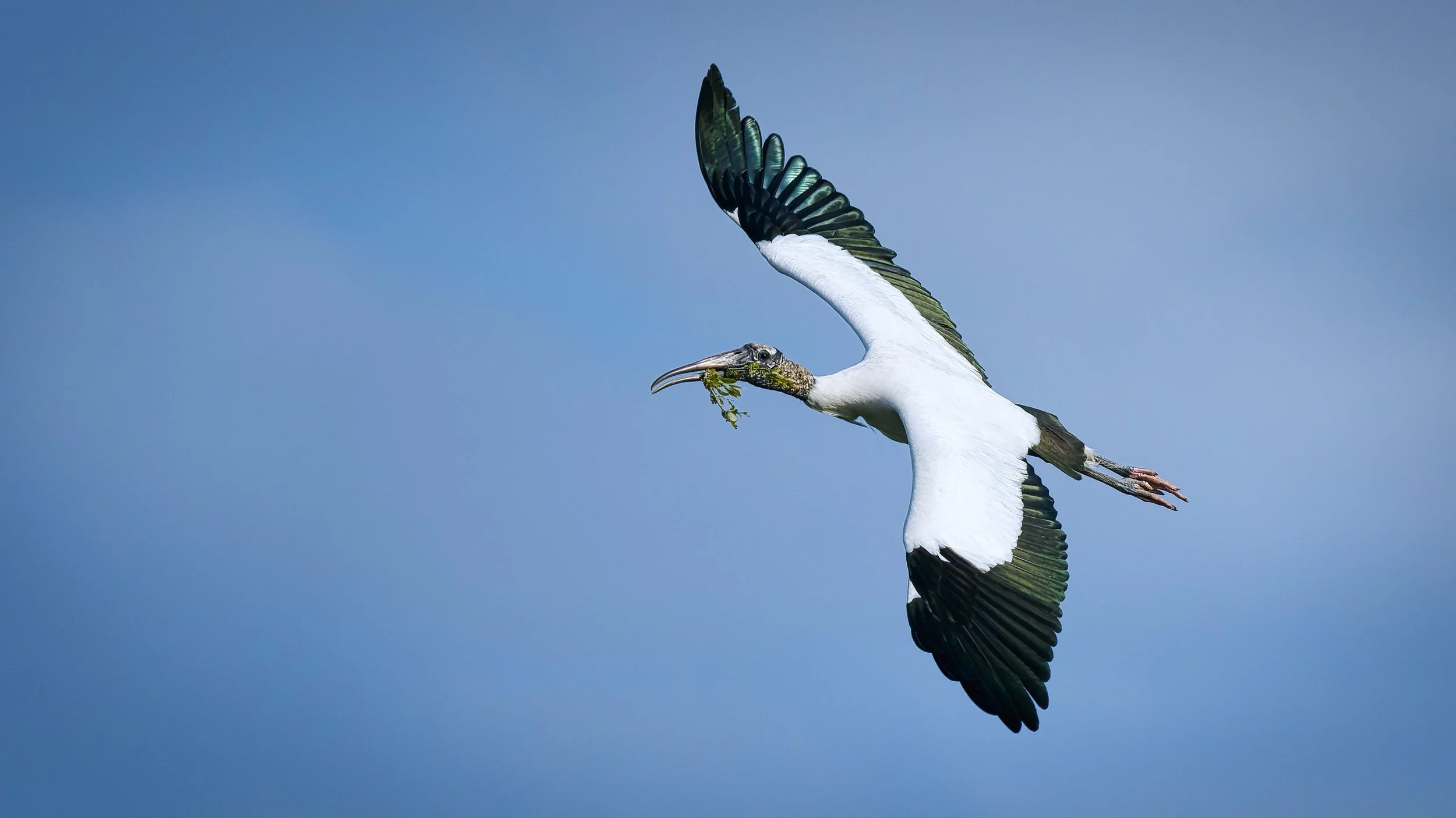 A3743241-DxO_DeepPRIME 3+NEOenhanced+cropped.jpg