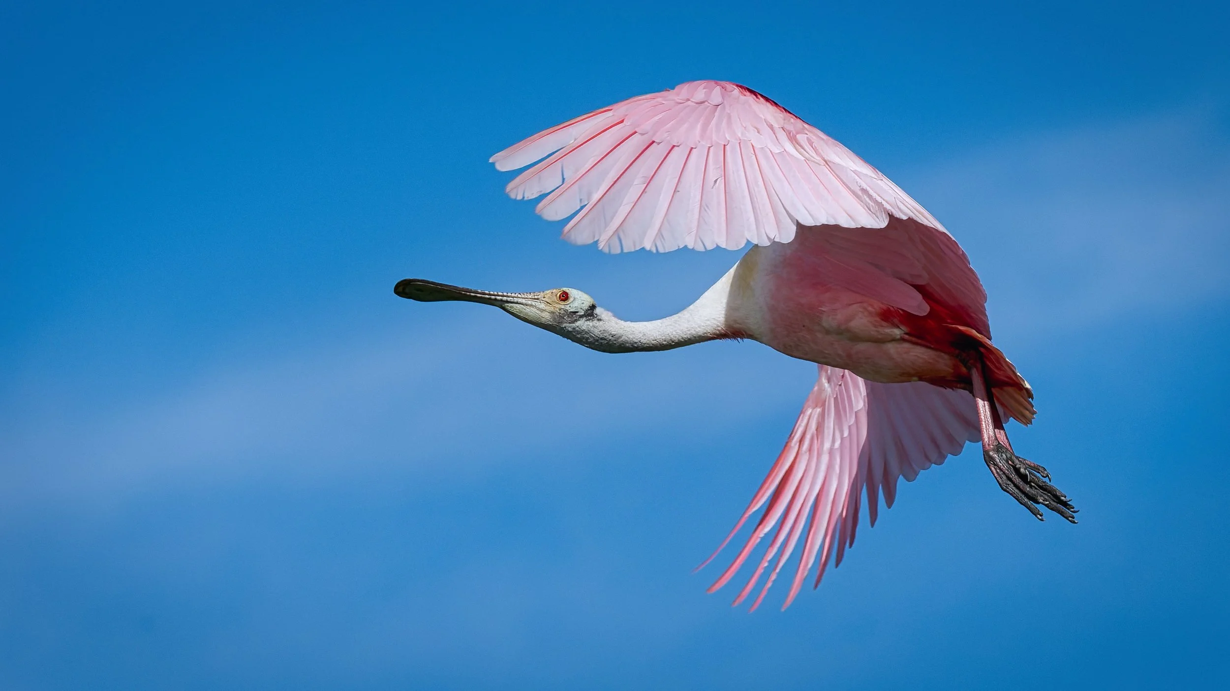 A3739788-DxO_DeepPRIME 3+NEOenhanced+cropped.jpg