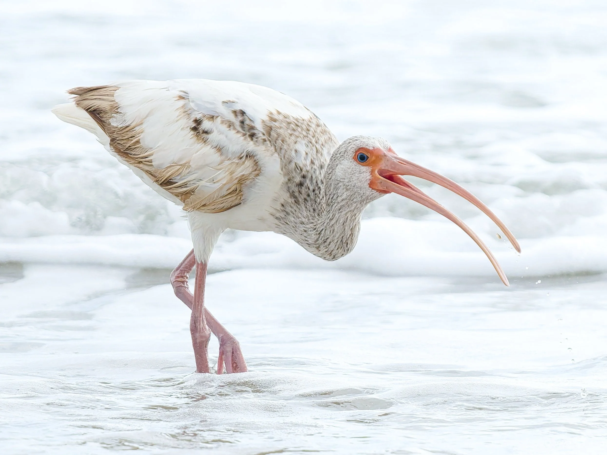 A3711536-DxO_DeepPRIME 3+NEOenhanced+cropped.jpg