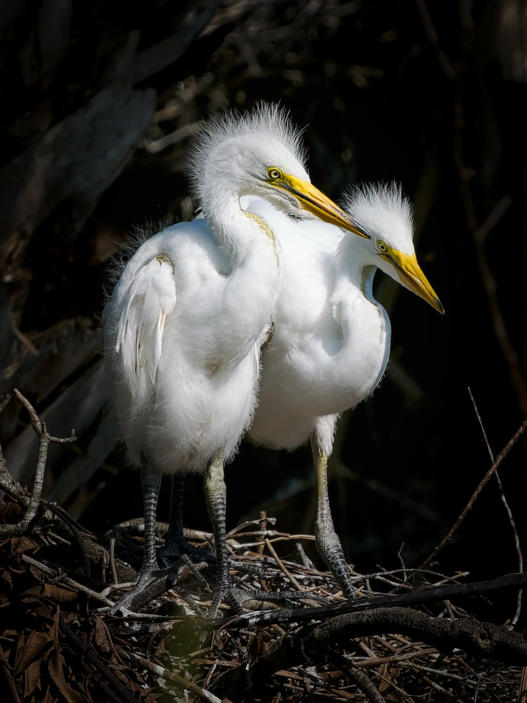 A3724332-DxO_DeepPRIME 3+NEOenhanced+cropped.jpg