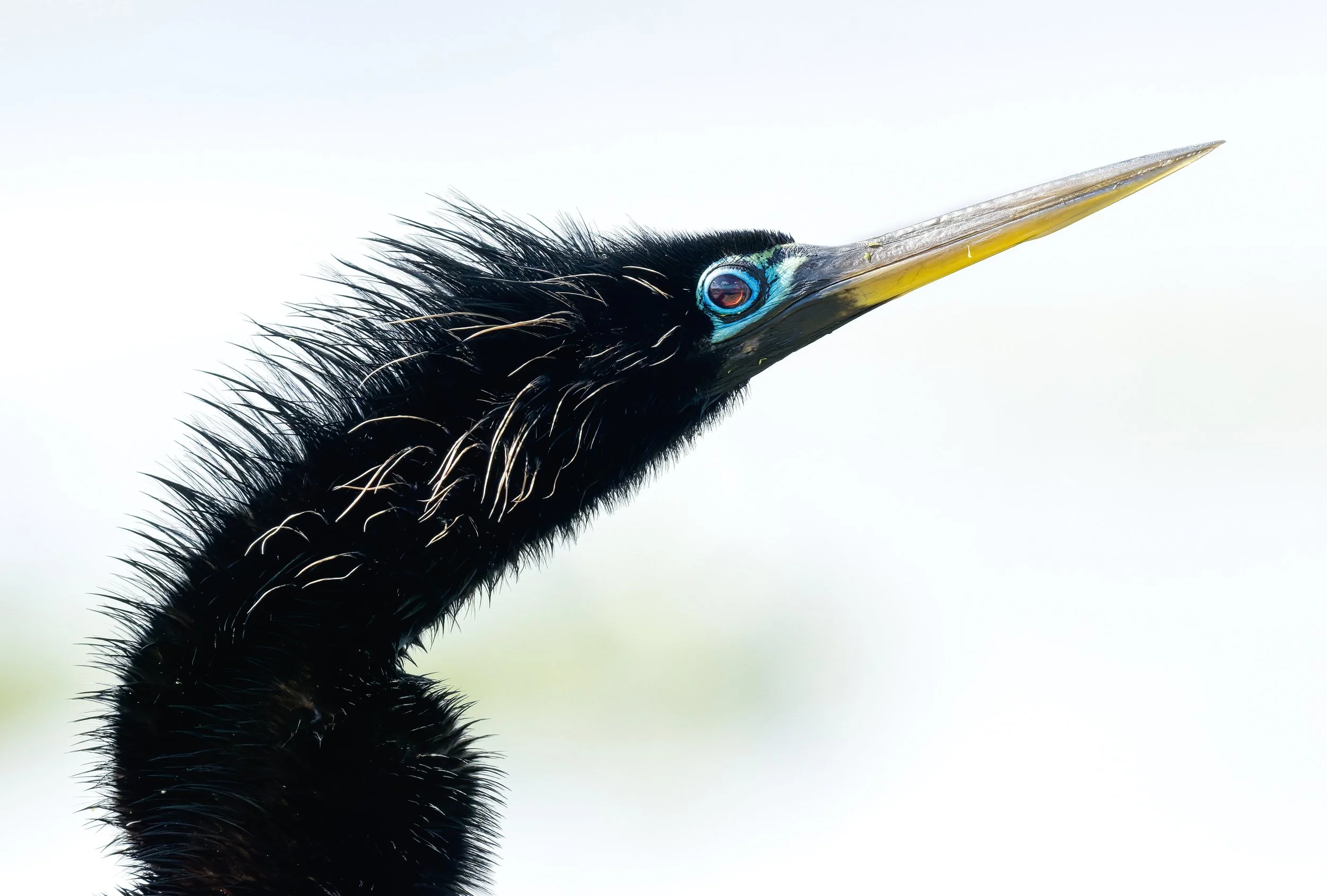 A3749147-DxO_DeepPRIME 3+NEOenhanced+cropped.jpg