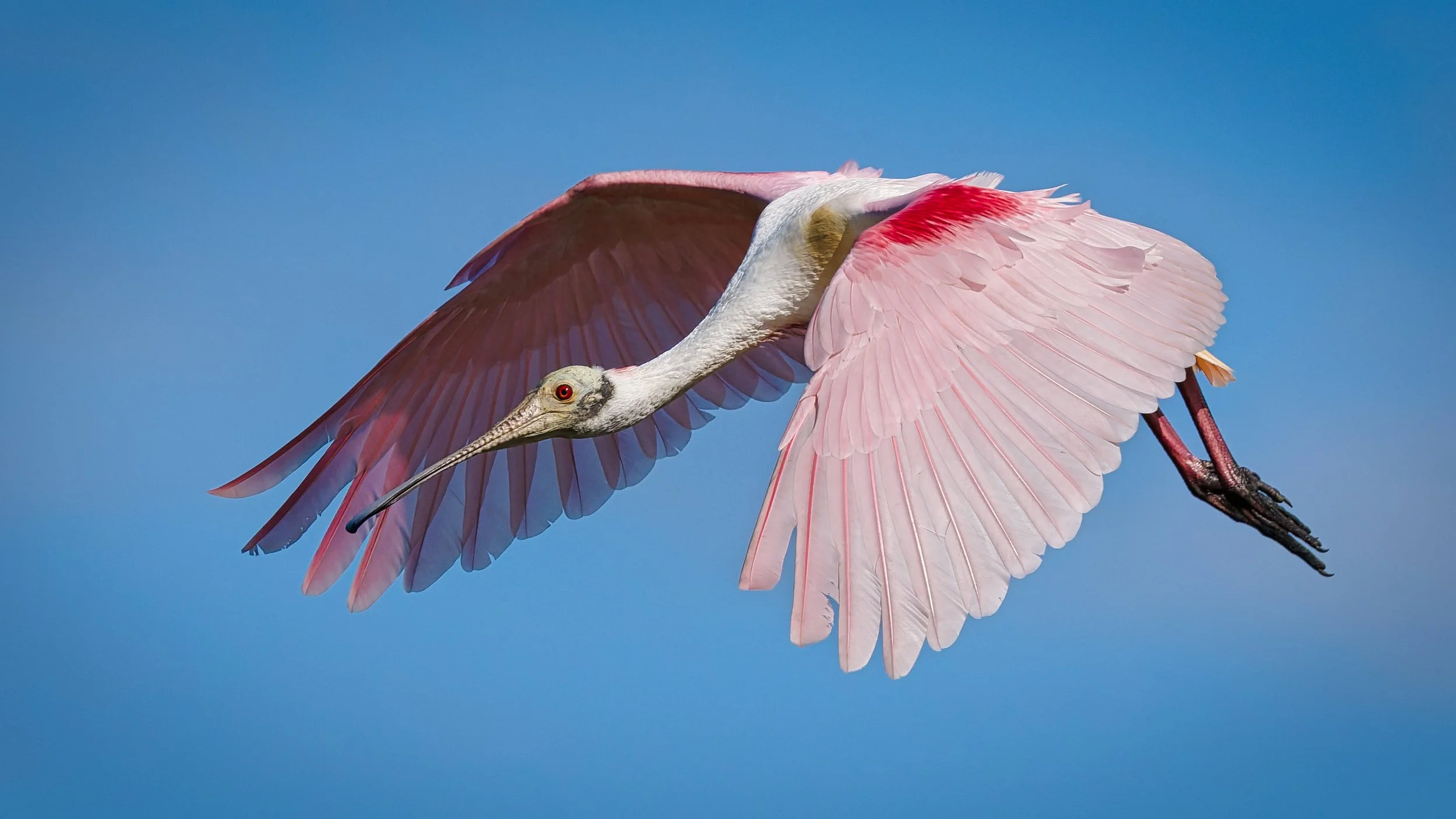 A3725682-DxO_DeepPRIME 3+NEOenhanced+cropped.jpg