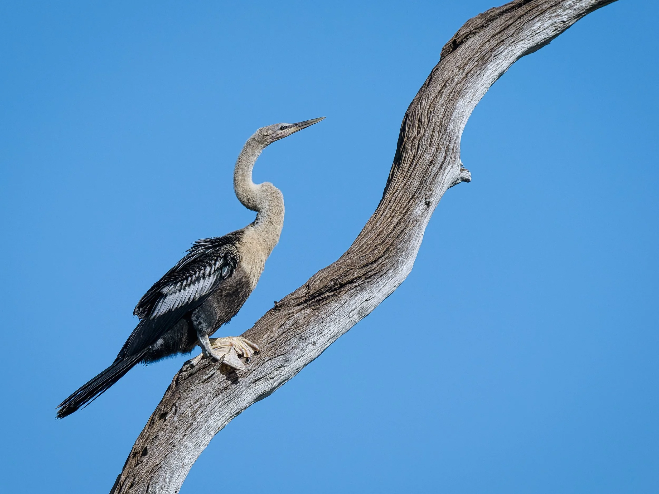 A3740561-DxO_DeepPRIME 3+NEOenhanced+cropped.jpg