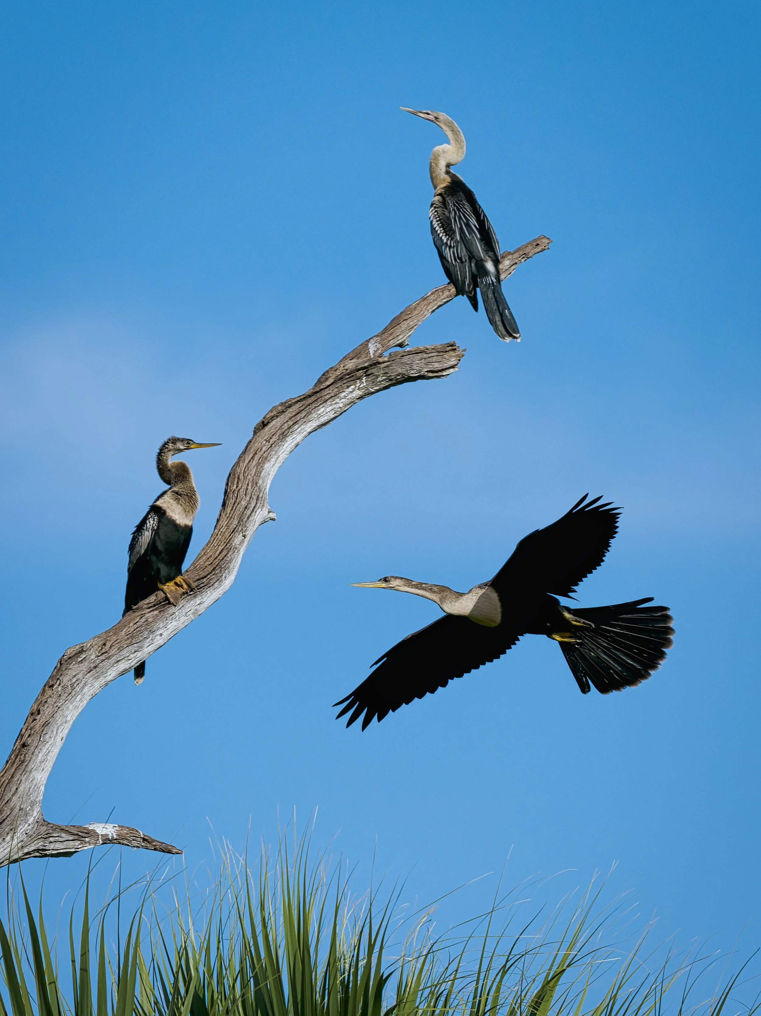 A3744676-DxO_DeepPRIME 3+NEOenhanced+cropped.jpg