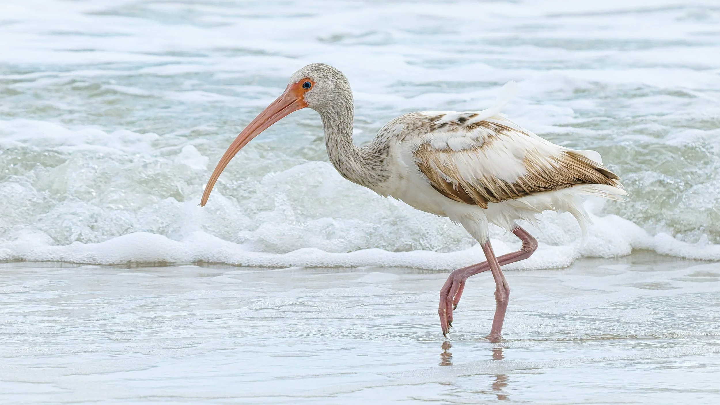 A3714608-DxO_DeepPRIME 3+NEOenhanced+cropped.jpg