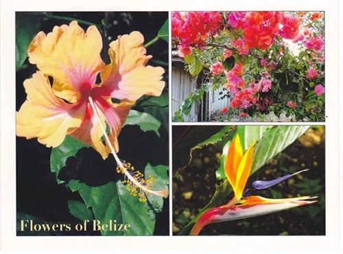 J 1 Flowers of Belize
