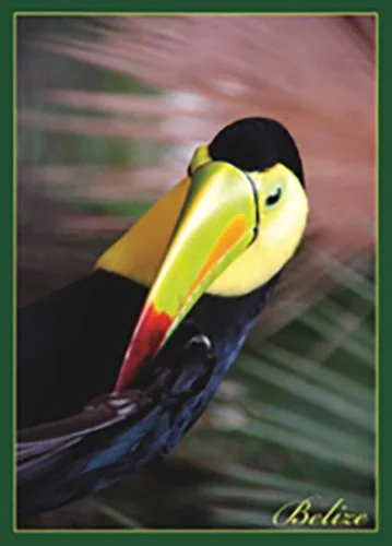 J 35 Toucan