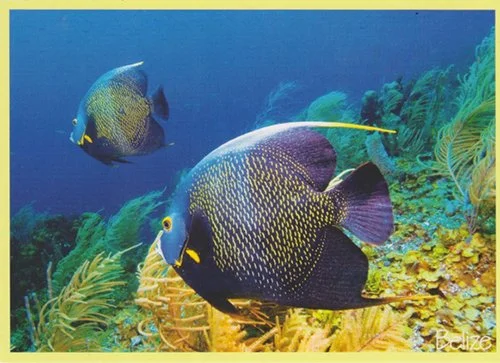 J 38 French Angelfish