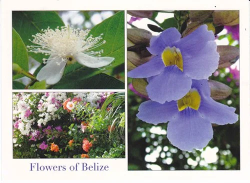 J 39 Flowers of Belize