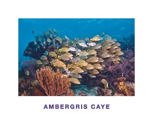 A 16 Blue Striped Grunts