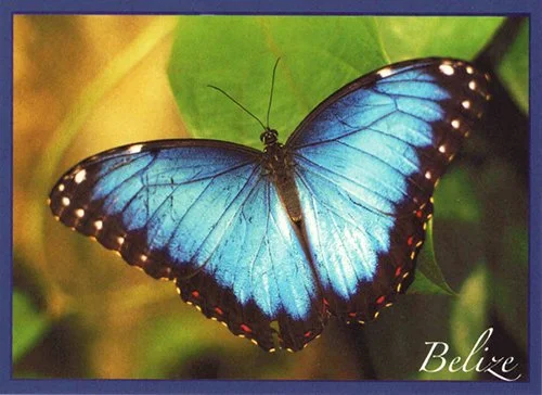 J 61 Blue Morpho