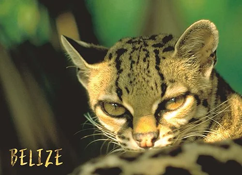 J 22 Margay