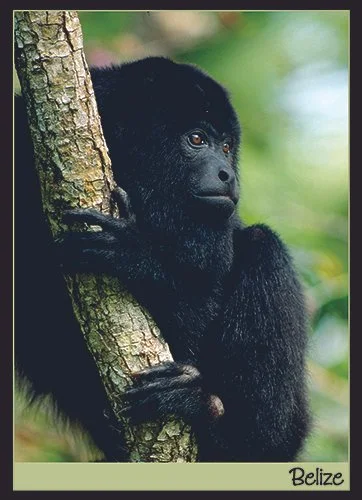 J 55 Howler Monkey