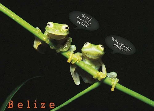 J 5 Glass Frogs on Branch