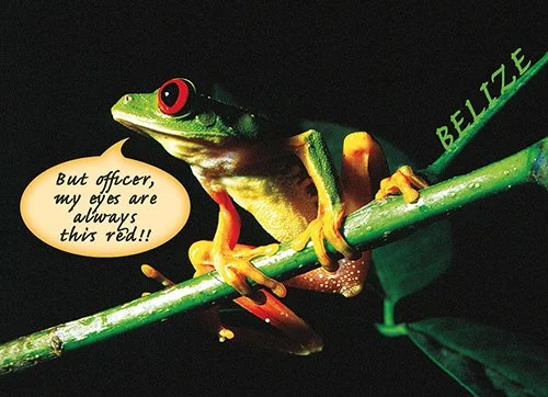 J 7 Red-eyed Frog
