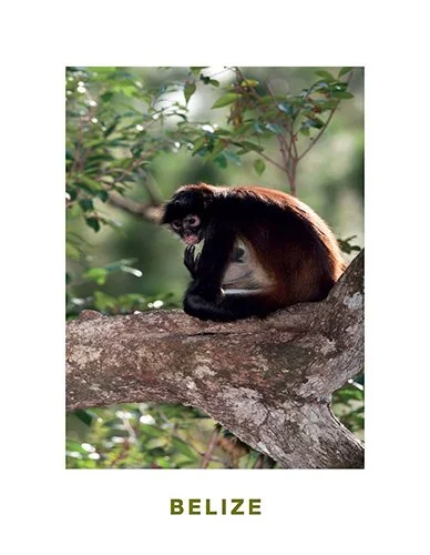 A 8 Spider Monkey