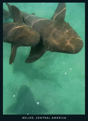 J 53 Nurse Sharks