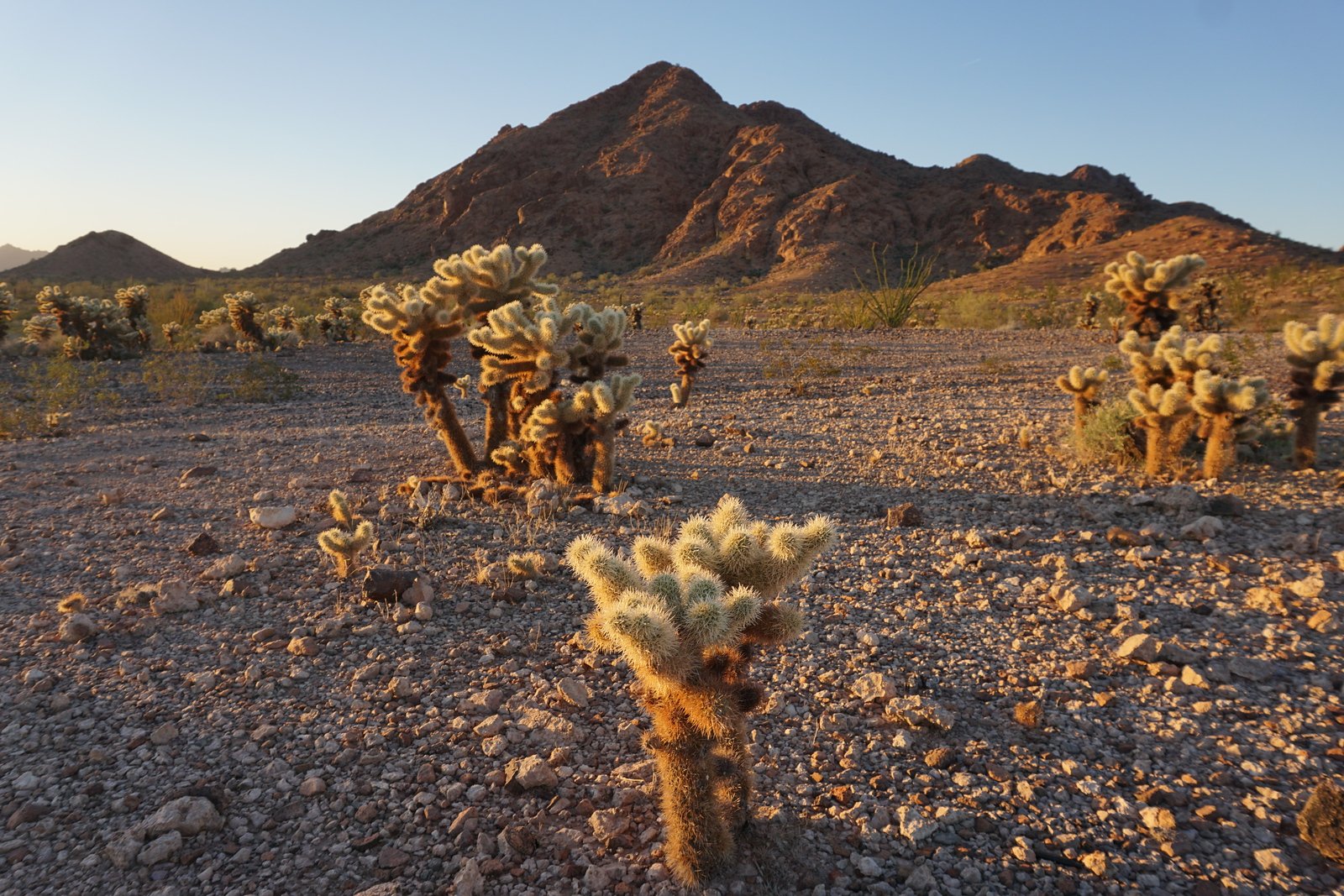 desert.jpg