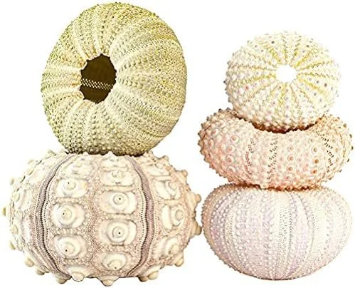 Five seashells of varying sizes and textures arranged together, with a white background.