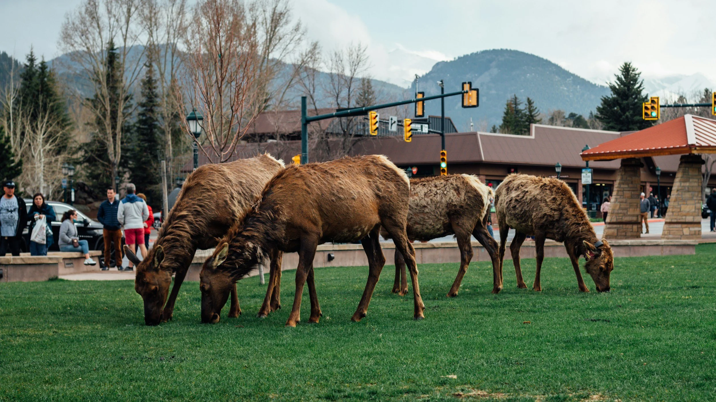 elk nibbling the grass in estes park with onlookers observing from a distance