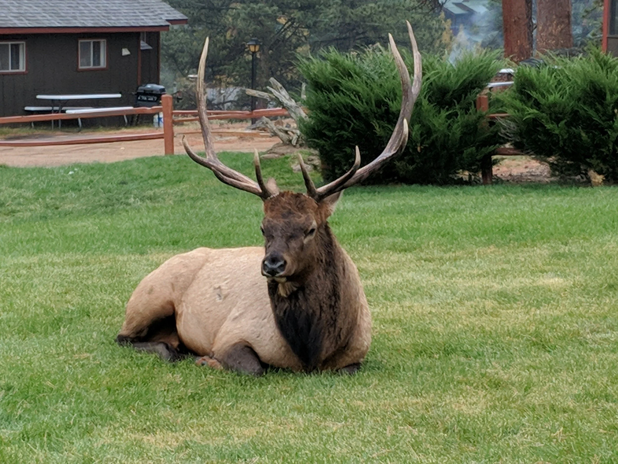 a large elk lounging on a manicured lawn