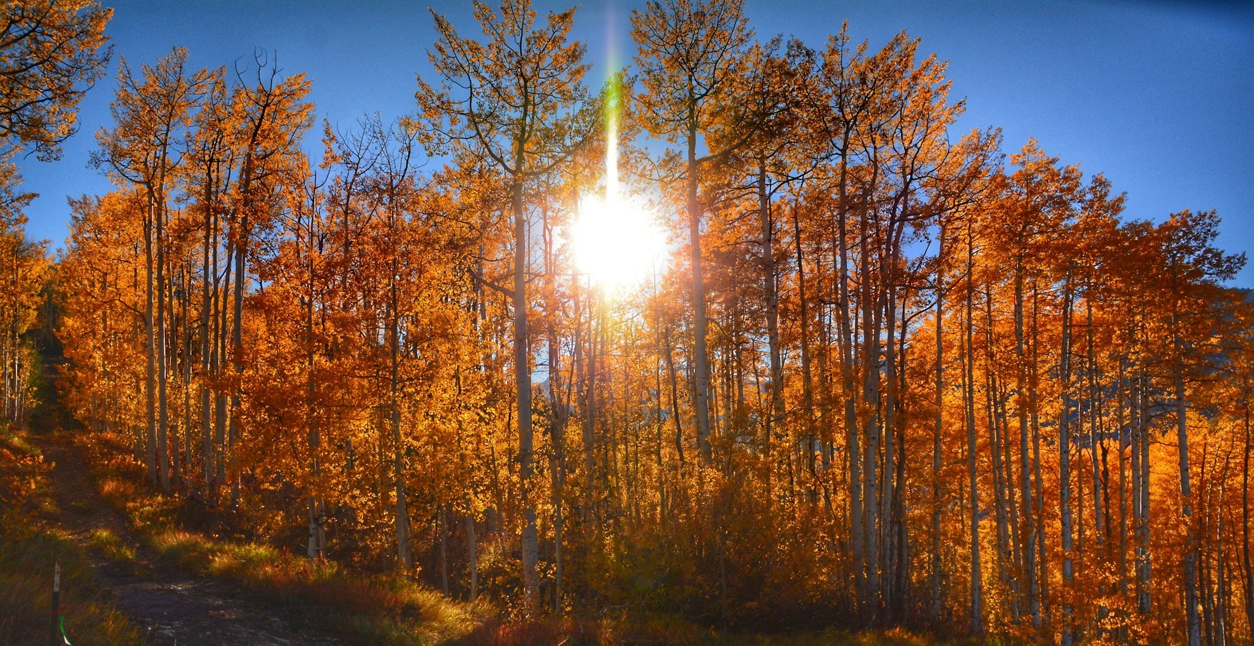 a forest filled with orange fall leaves