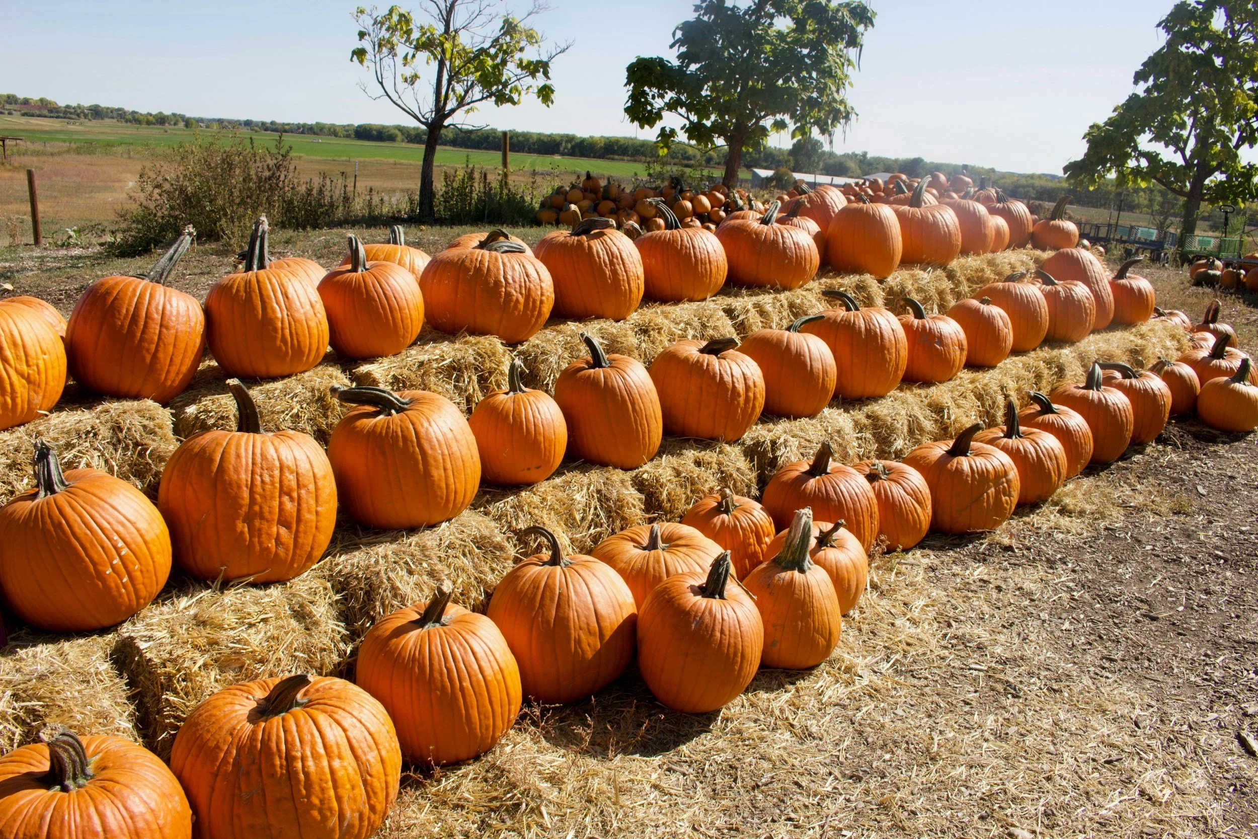 stacked pumpkins at a pumpkin patch, resting on rows of hay