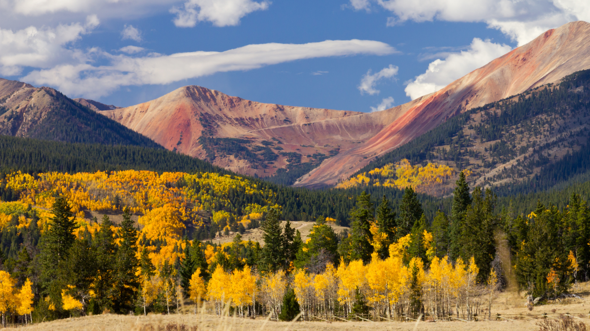 Colorado mountain landscape with a golden fall aspen tree forest background