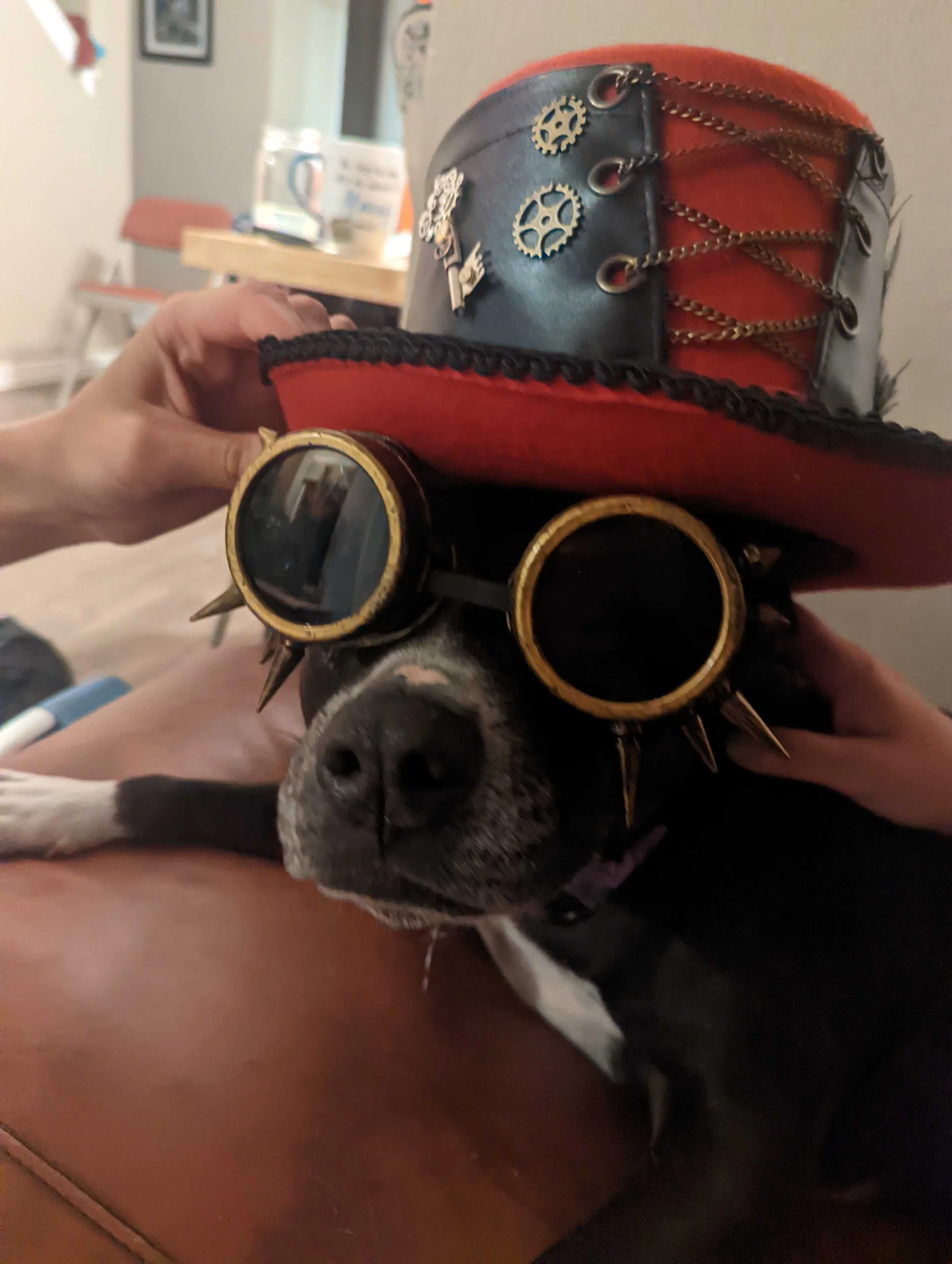 A dog posing in steampunk style goggles and a leather top hat with mechanical details
