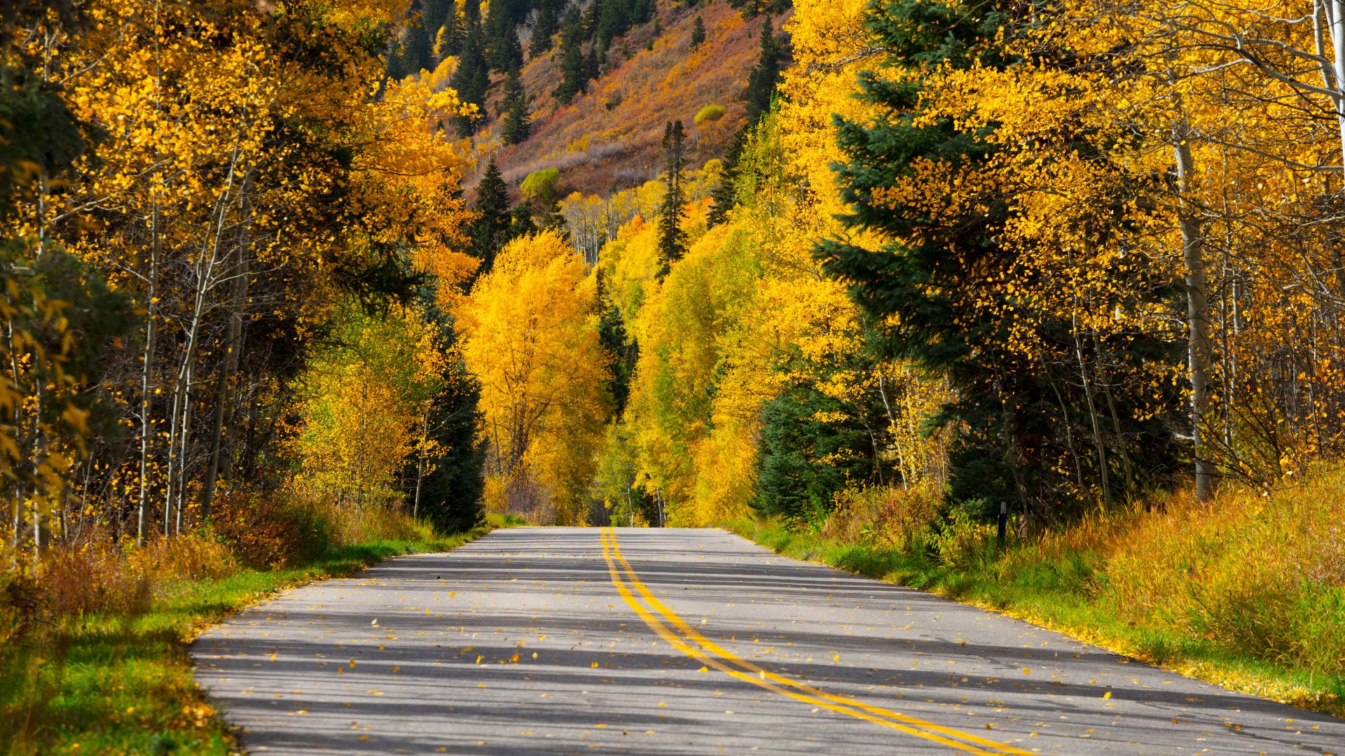 Aspen trees with golden leaves line a Colorado highway