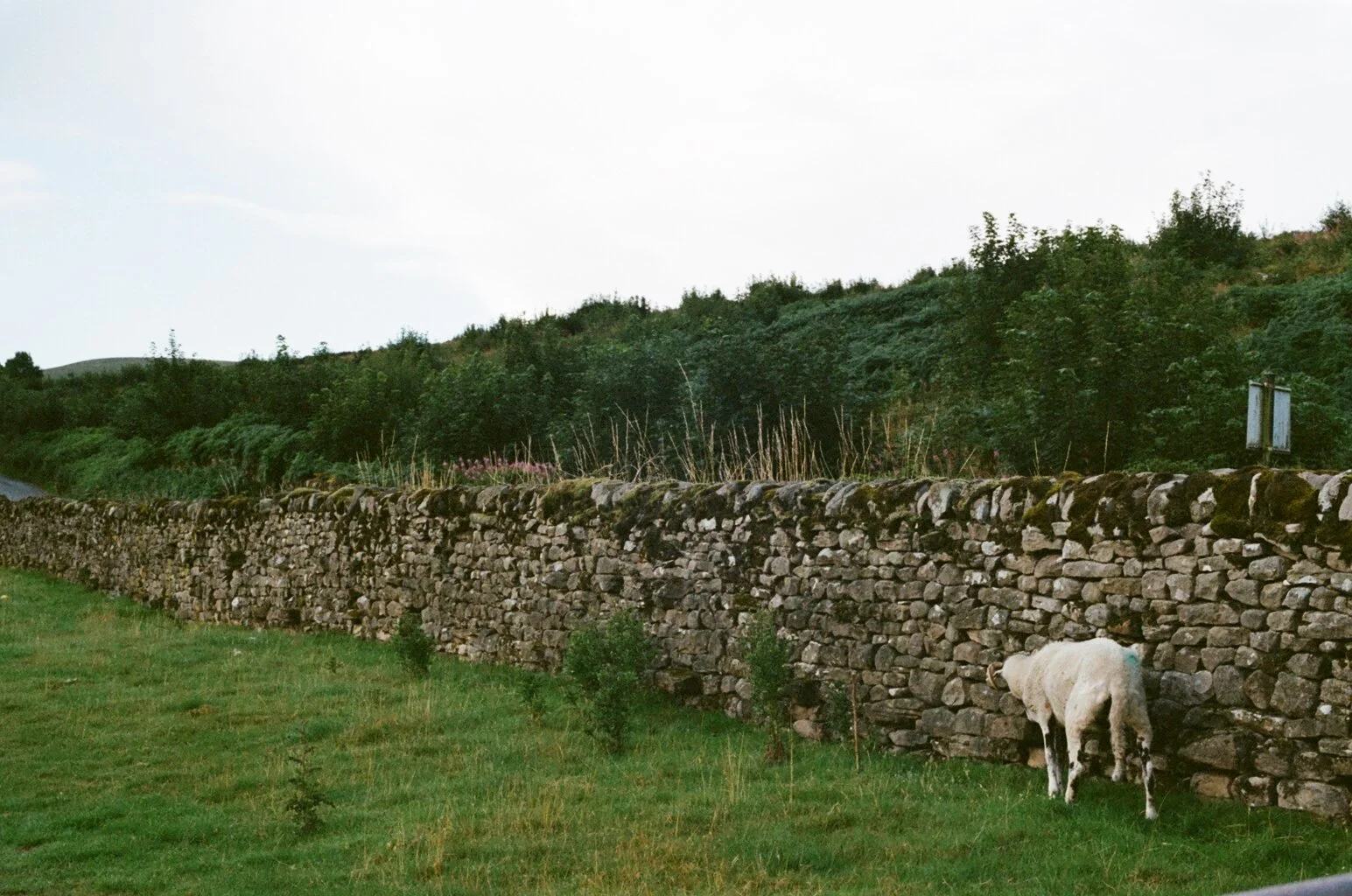 image00015.jpeg