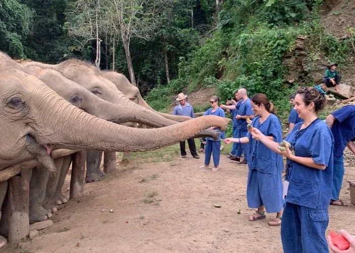 Santuario-de-elefantes-Chiang-Mai.webp
