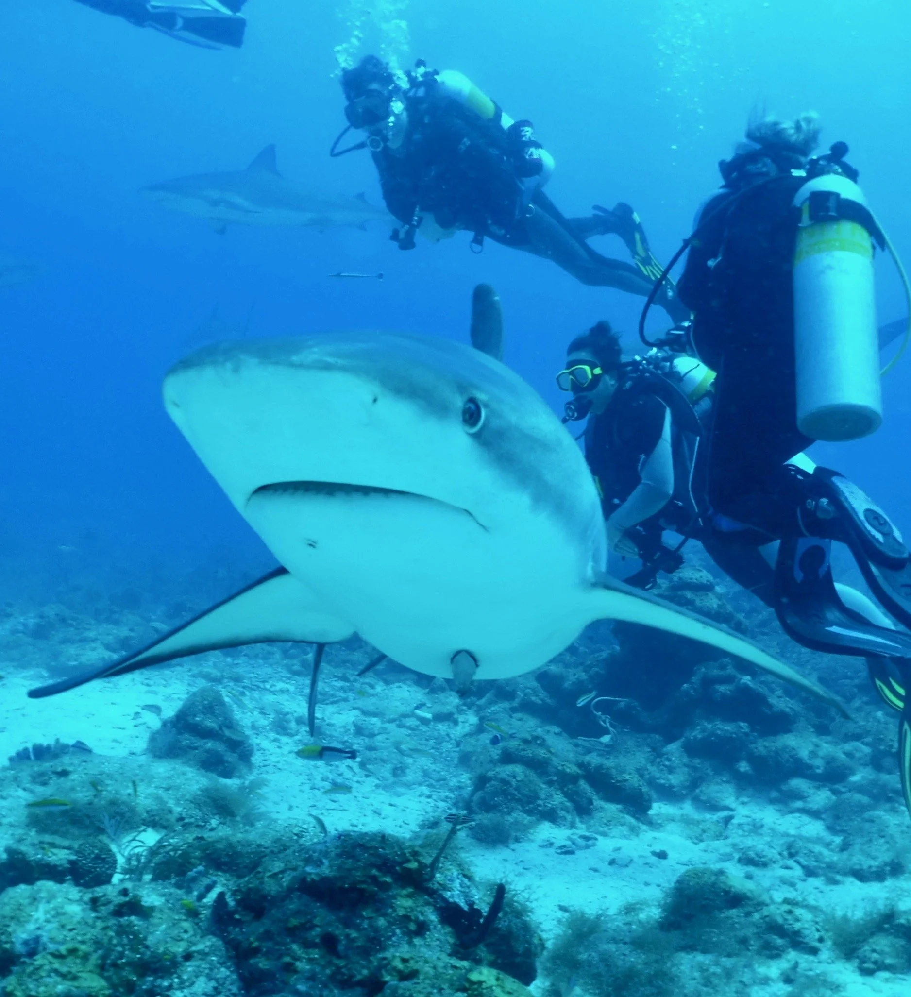 Scuba divers exploring underwater with a shark swimming nearby